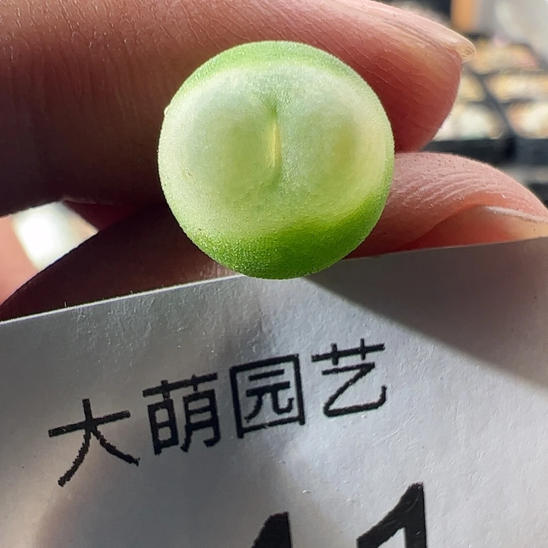 一物一拍。        641