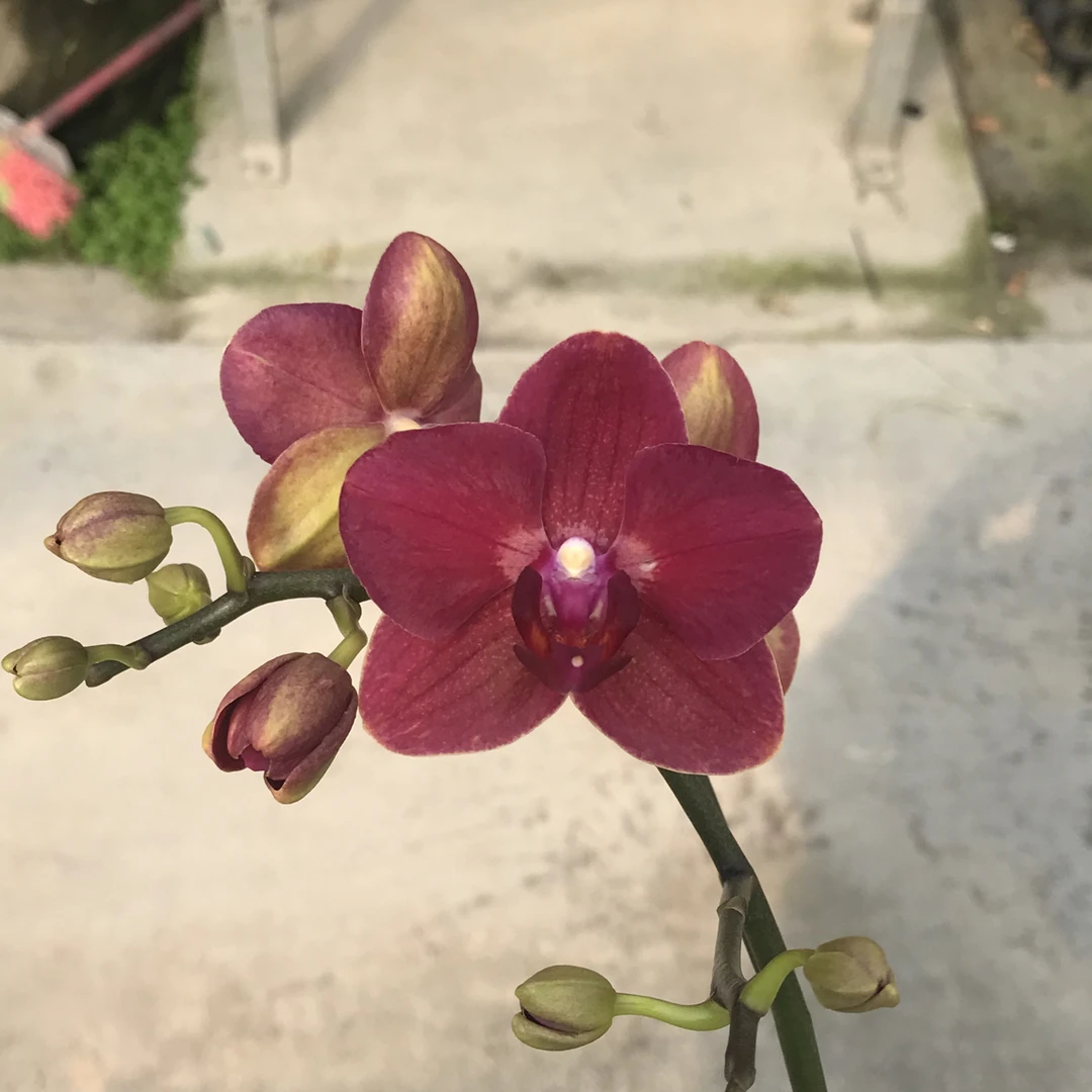 [甜心公主2.8寸]   蜡质小花 耐开耐养