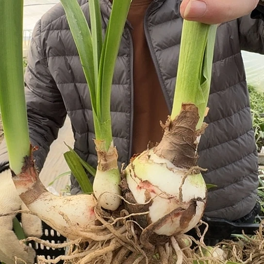W*花边石竹2号6-7厘米两个侧包对版