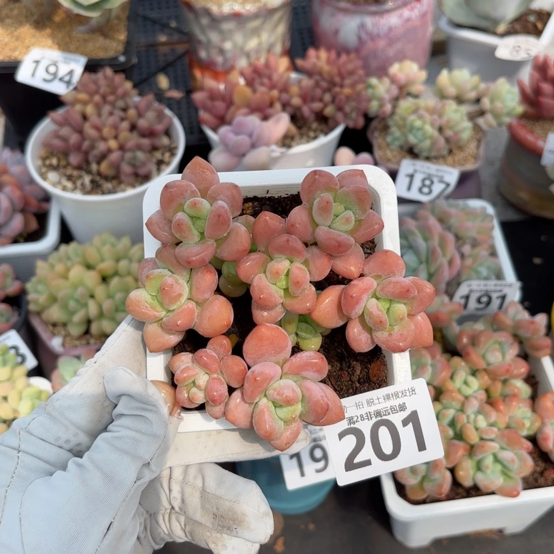 红洛神老桩多肉多肉