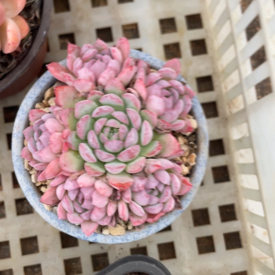 粉色月影手捧群生