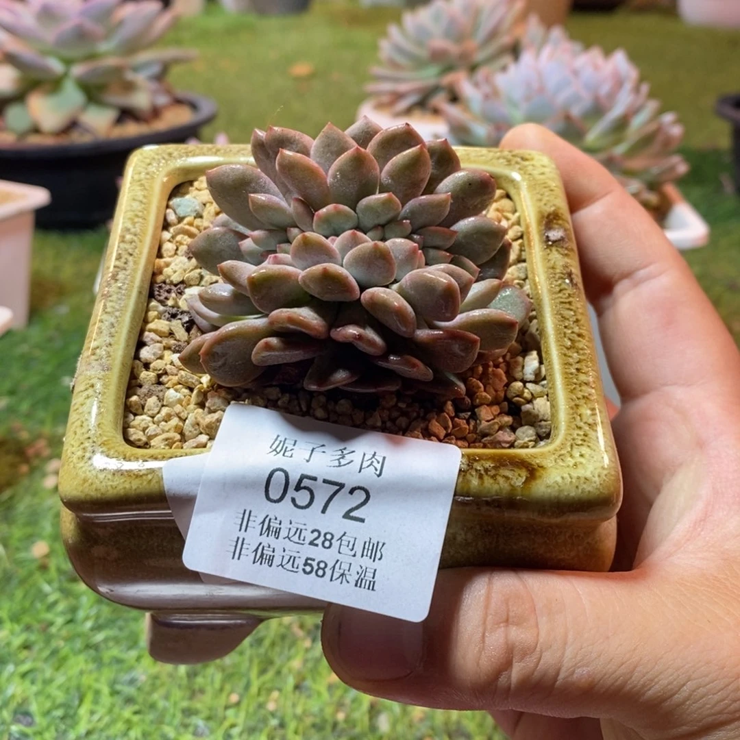 桂***生0572啊啊啊啊啊啊啊啊