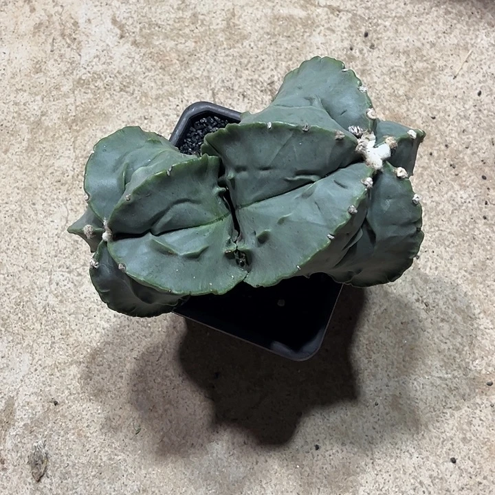 不开花植物仙人球