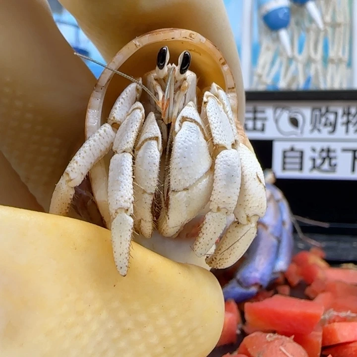 A30朱砂痣 西沙1.6cm口径