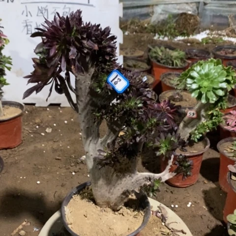 黑法师缀瑕疵一物一拍