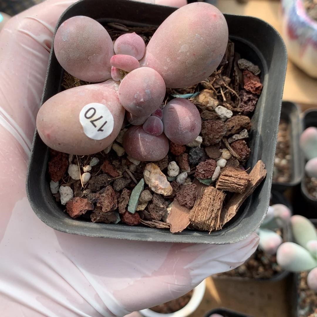 紫米可爆头哈哈哈170