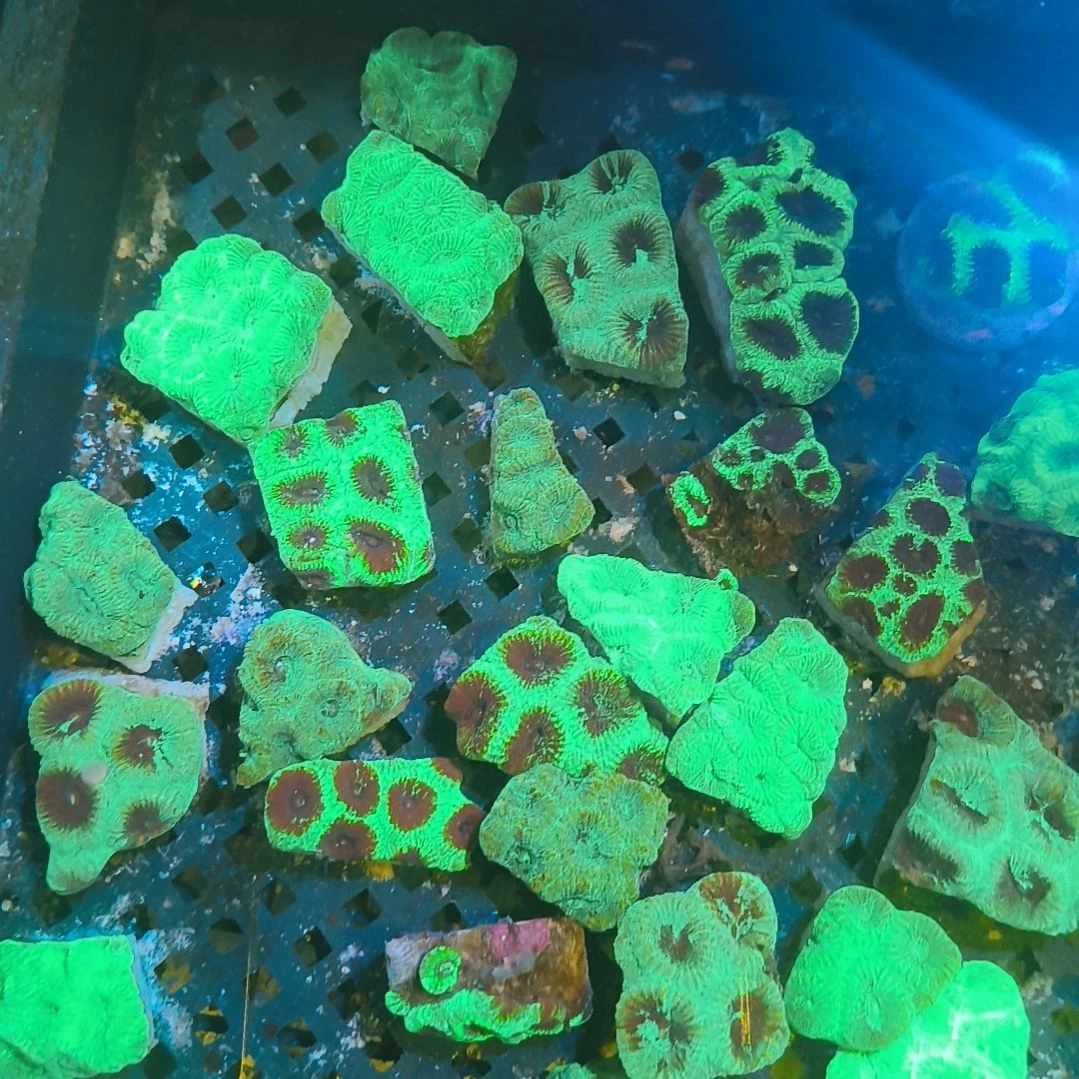 纽扣珊瑚荧光格子脑888