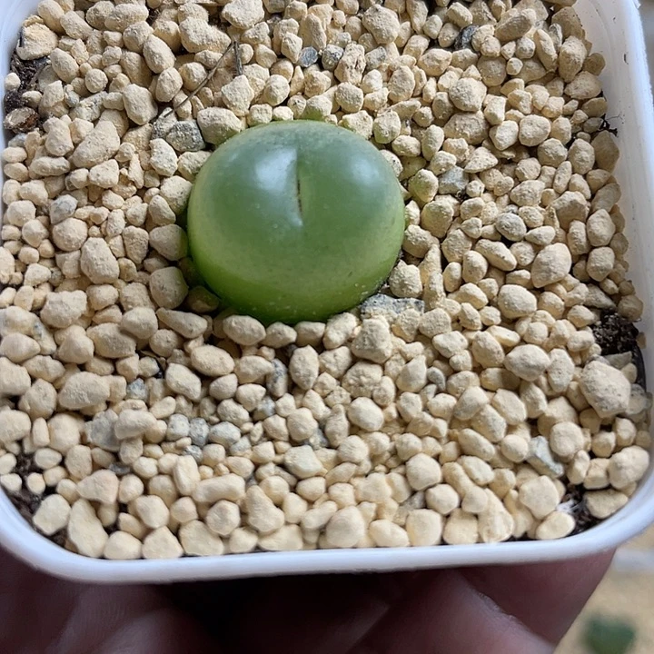 佳人园艺多肉生石花1.7cm拉登