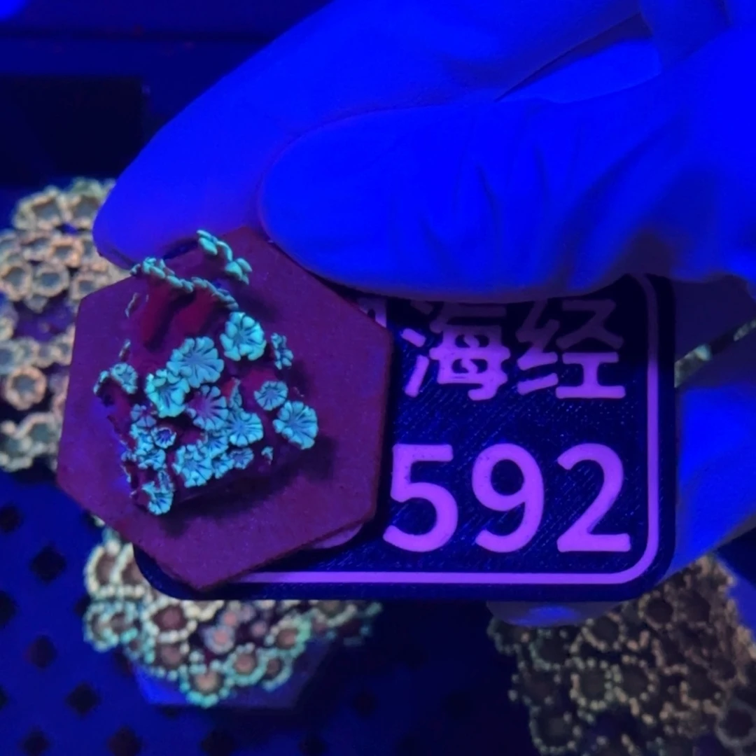 牛***儿纽扣珊瑚又又不包邮大花茉莉D592
