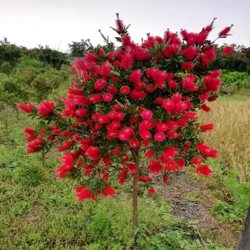 多花红千层树苗金宝树澳洲红千层串钱柳毛绒花庭院盆栽花园常绿植