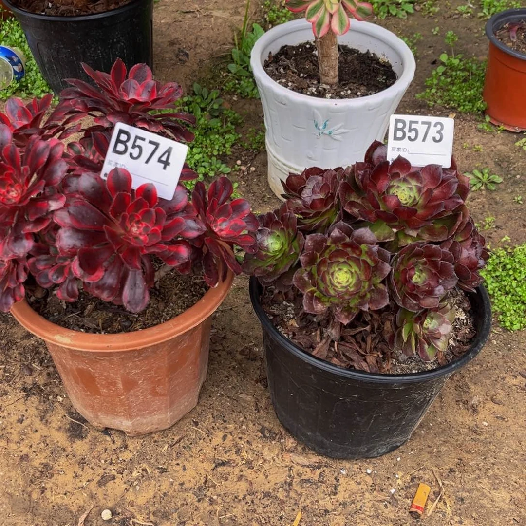 @*梅丽娜 黑美人573 574