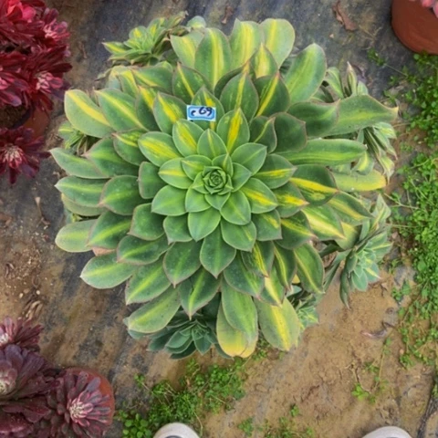 幻影会黑斑多肉69多肉