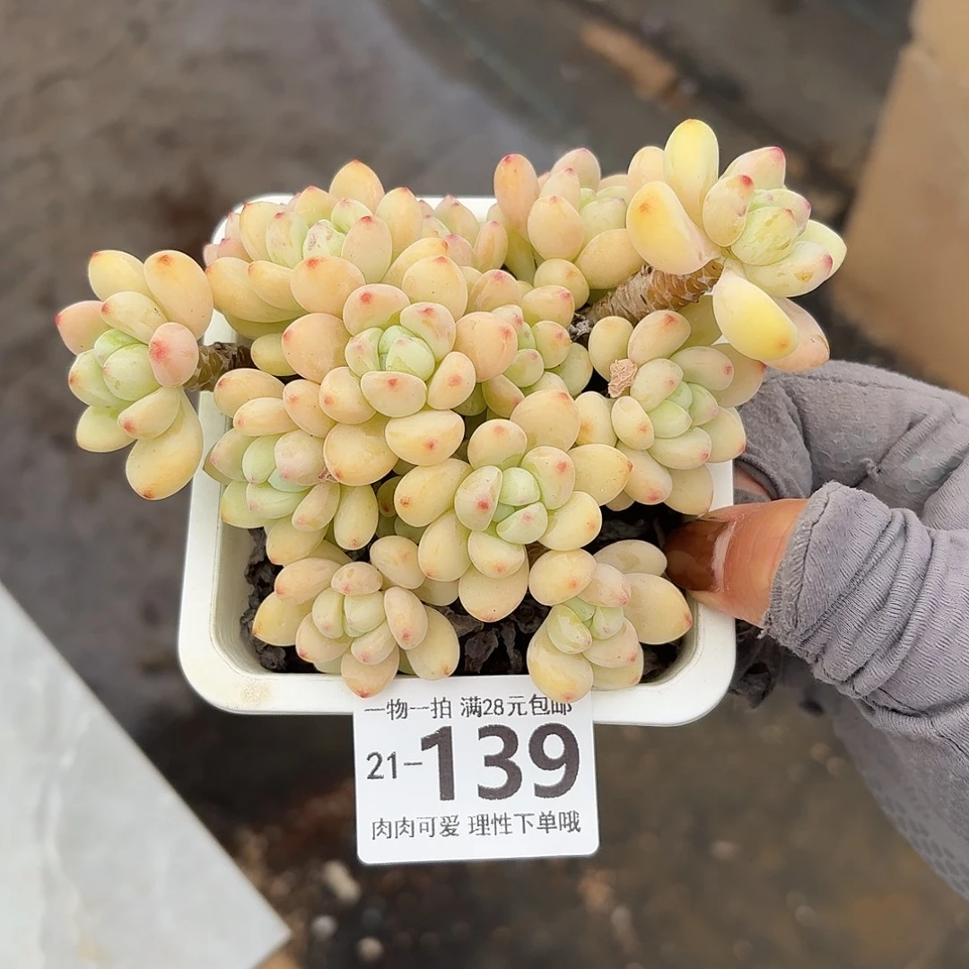 西***风樱花罗琦无盆土发货无盆土发货无