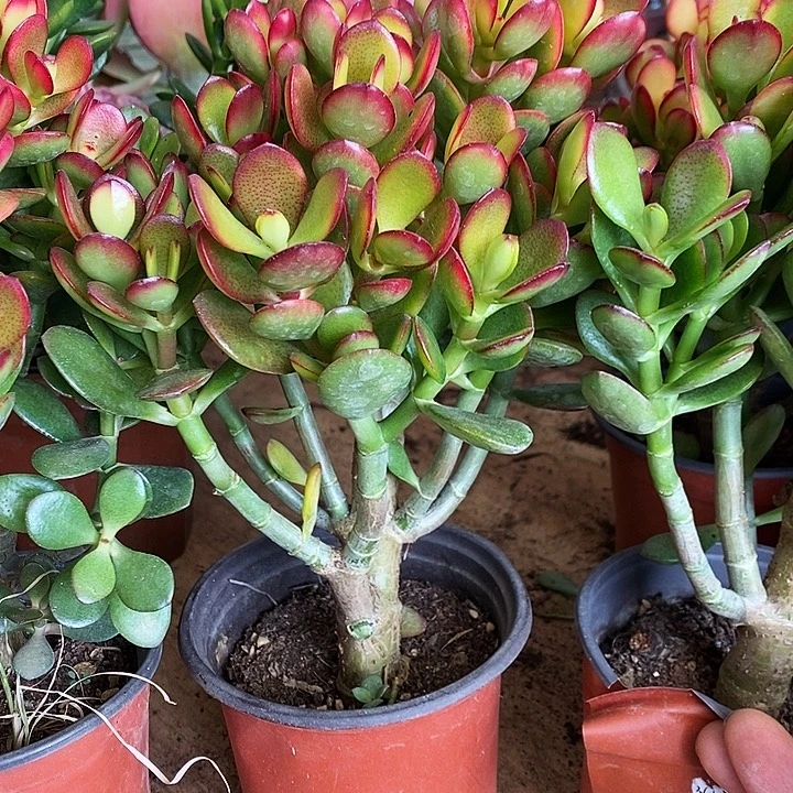 姬红仙子一物一拍