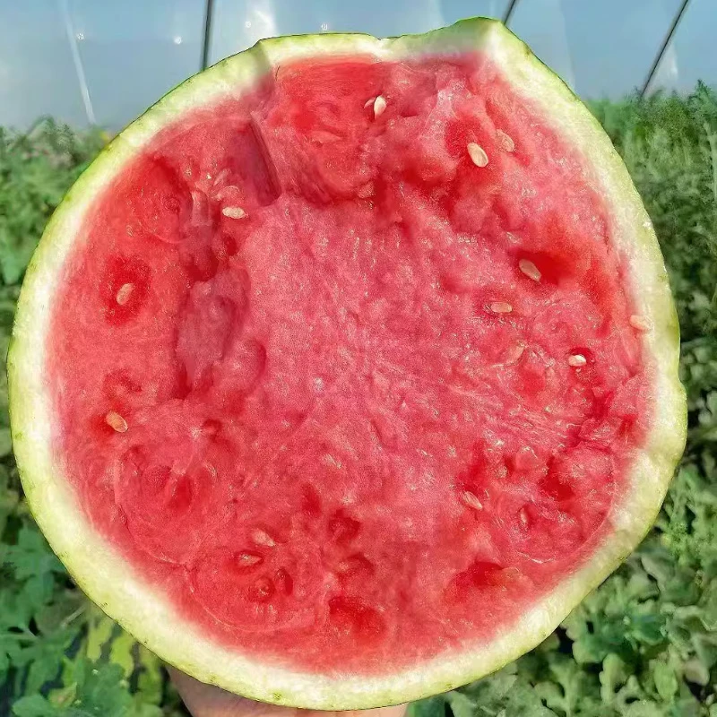 【正宗无籽麒麟】夏邑美都西瓜新鲜当季水果可口甜多汁西瓜产地直发