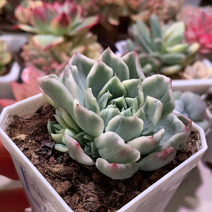 不知名锦锦锦三个侧芽