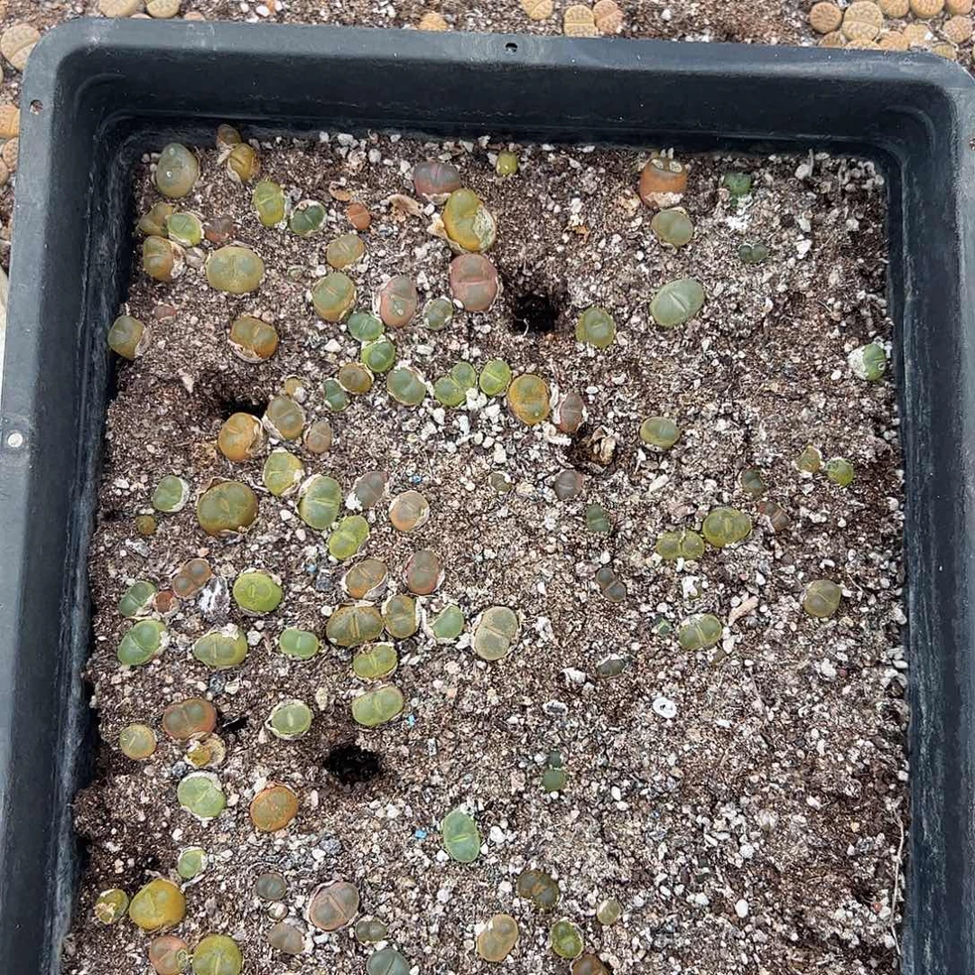 清框脱土发无售后默认有疤。 401