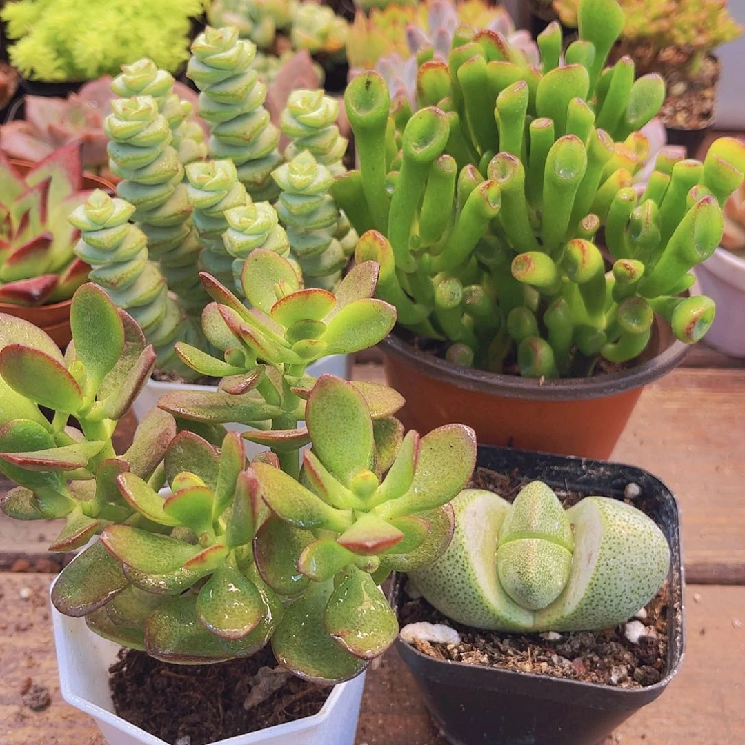 吸财树➕摇钱树➕钱串群➕元宝