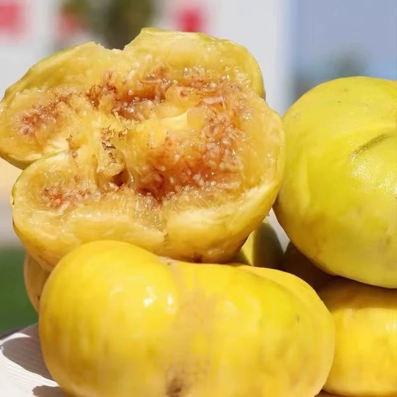 新疆特产喀什无花果孕妇水果黄皮果糖包子乌市九鼎直发