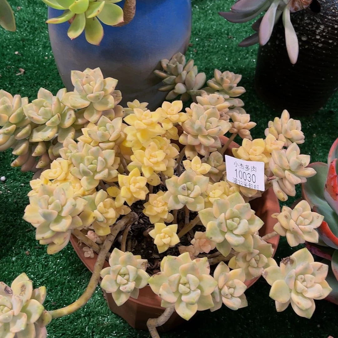 兰*美杏锦大10030