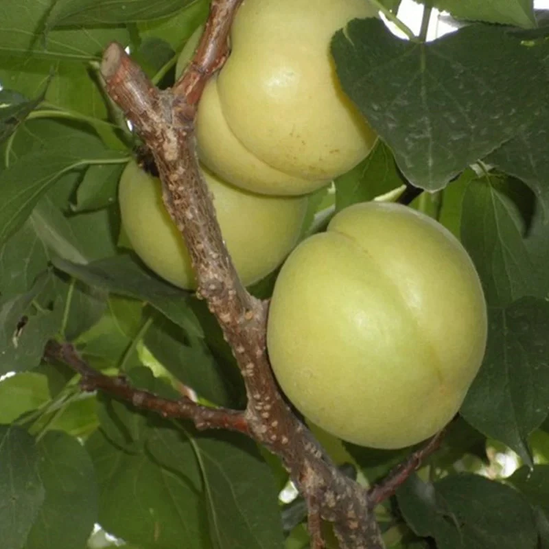 香白杏现摘现发新鲜水果(2斤送1斤)北京市