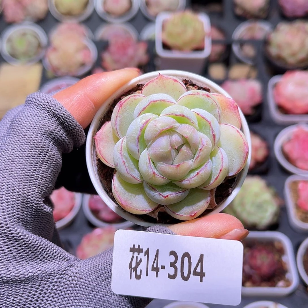 花14-304胖虎珍妮