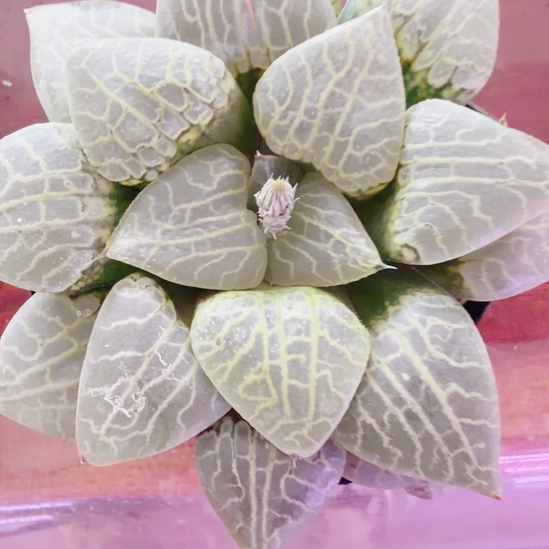 x***∧十二卷福利康平母本