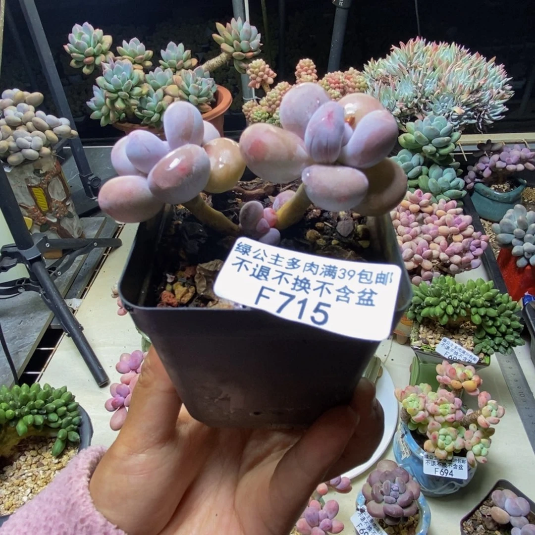715蛋黄奶多肉5cm