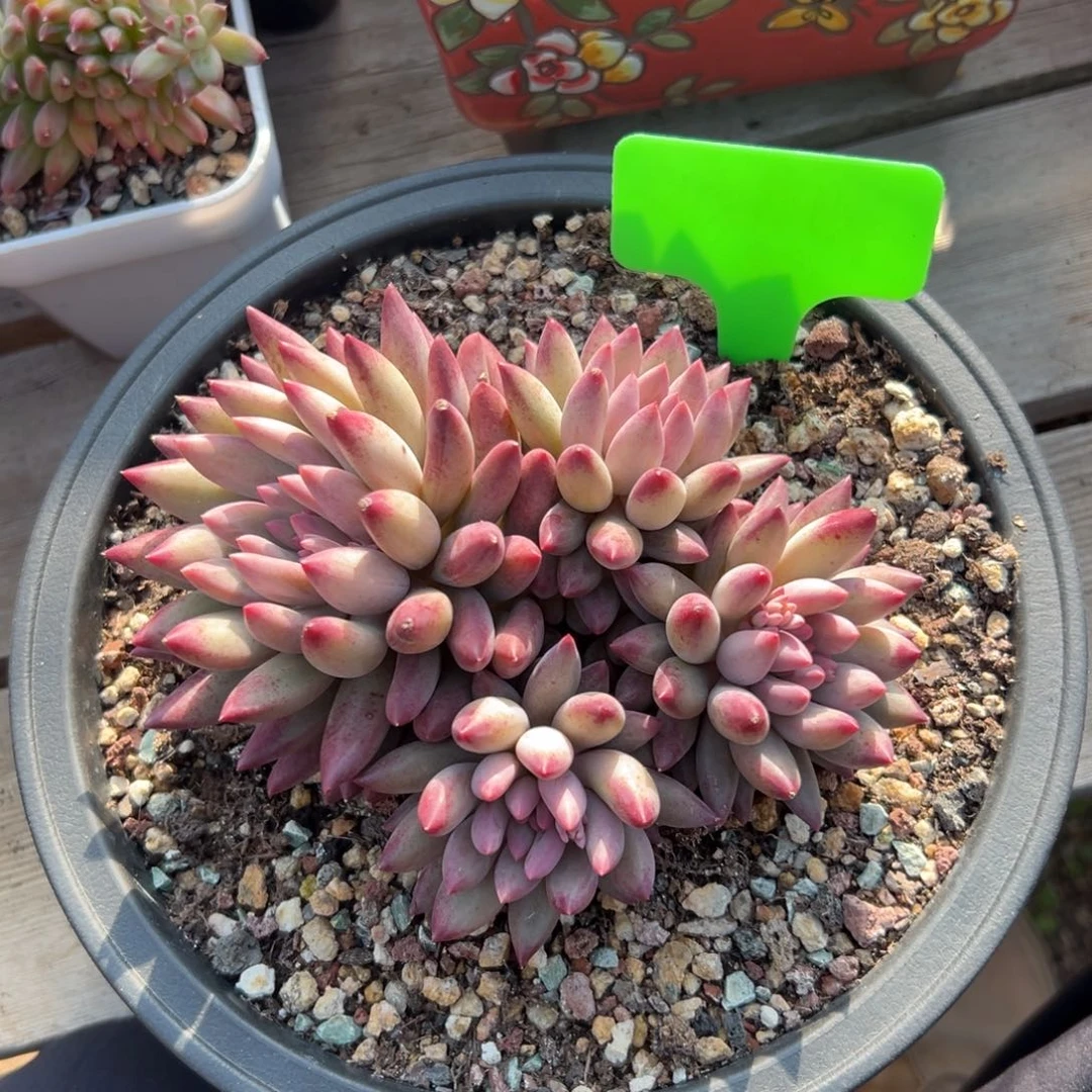 特价虞美人11111111111111