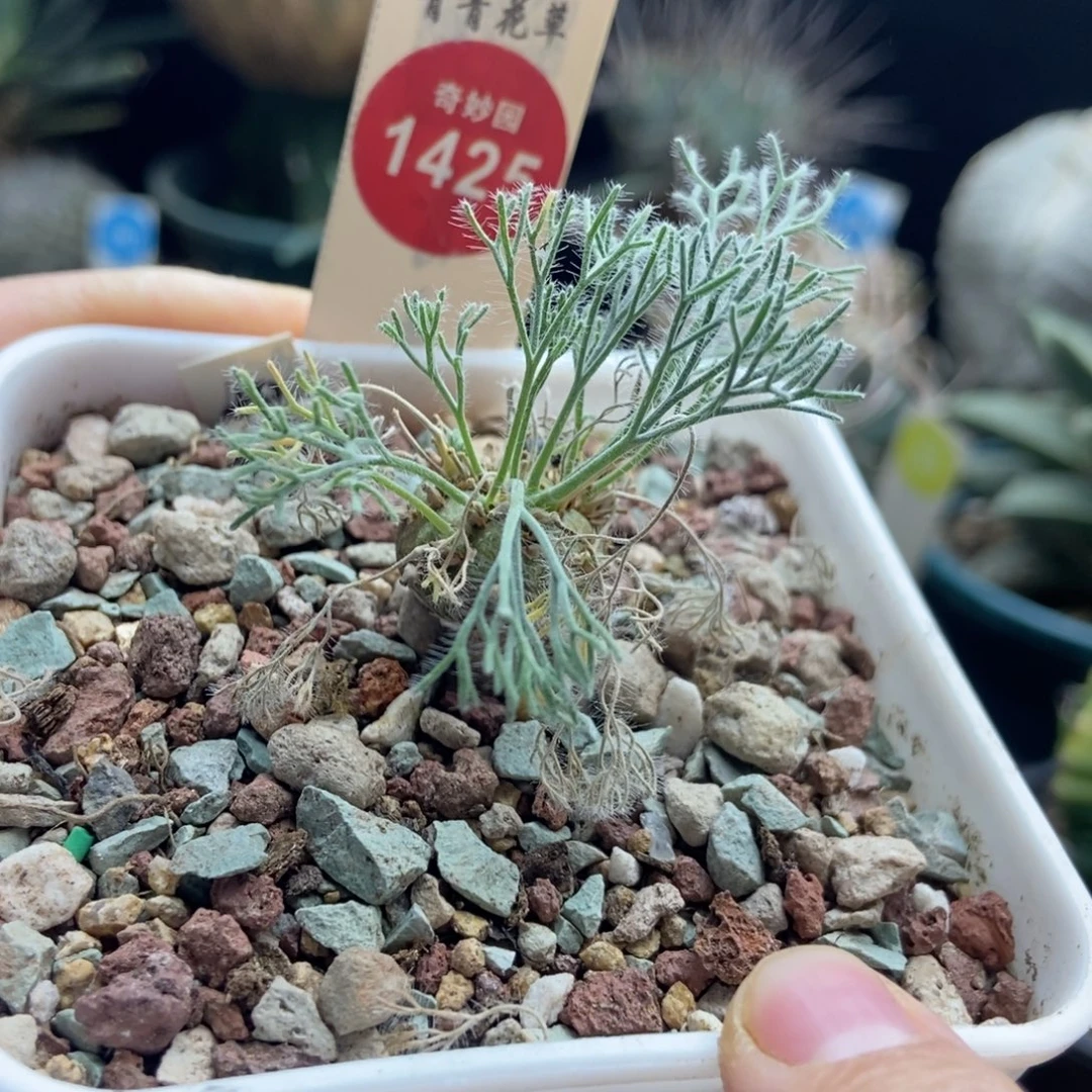 白皮月界1.7cm一棵