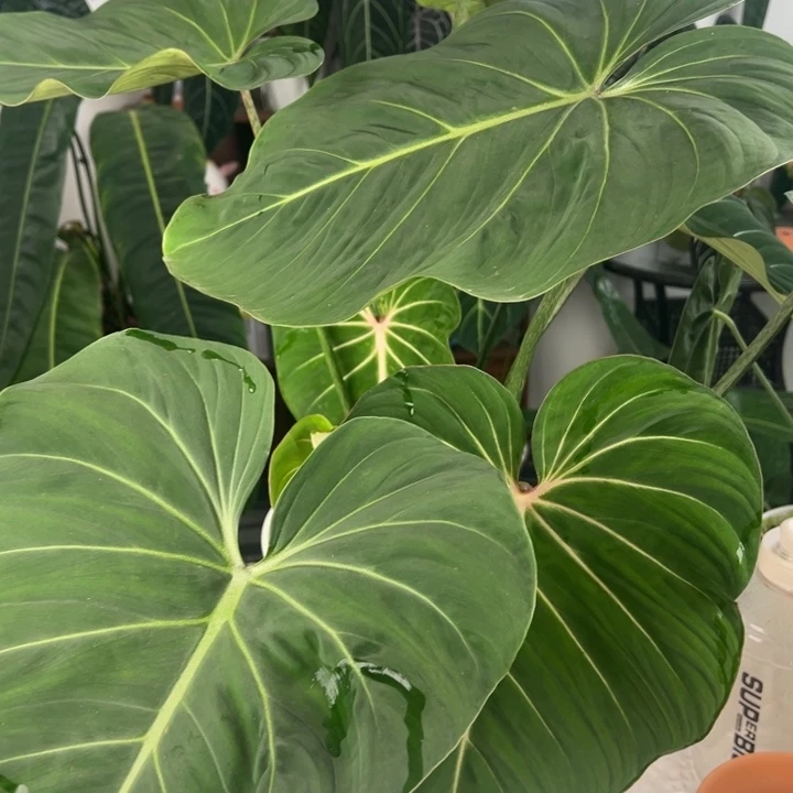 完全开放双头超大荣耀蔓绿绒