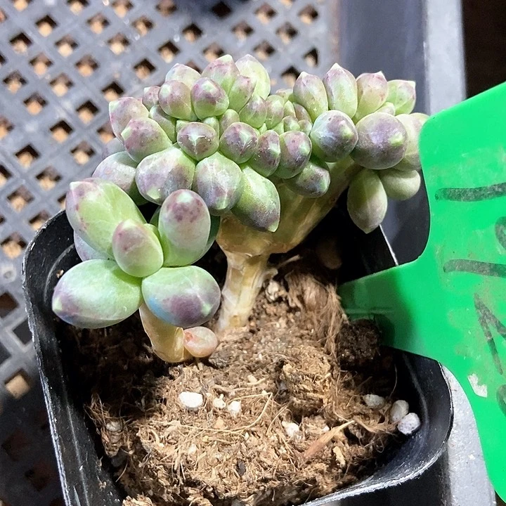 多肉植物1920多肉