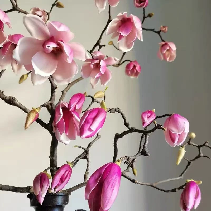 【顺丰包邮】玉兰花鲜切花春日玉兰花开水培鲜花粉色白色玉兰花