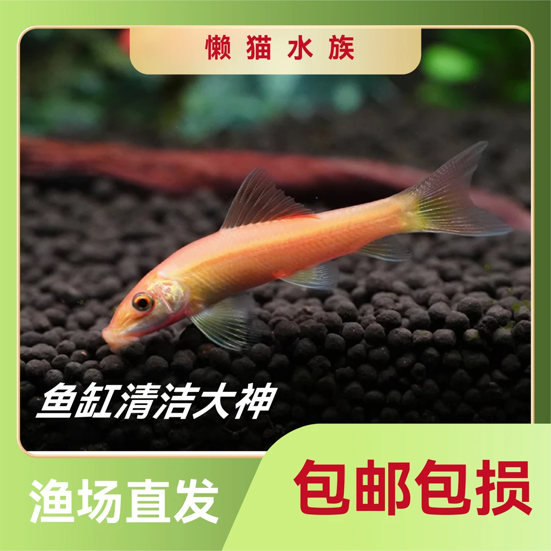 金苔鼠淡水鱼缸除藻工具鱼小型热带观赏鱼吃垃圾鱼活体清道夫鱼