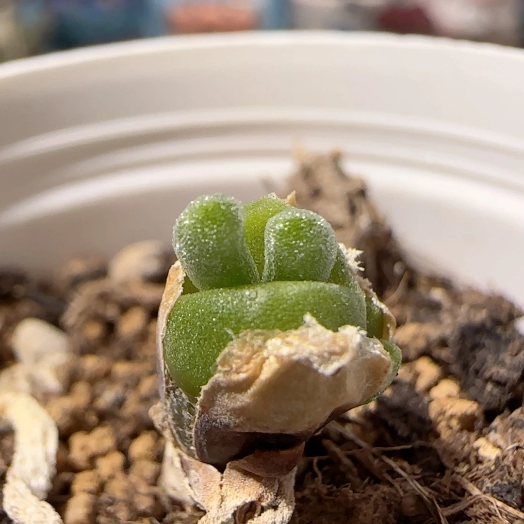 可爱小兔子 盆口2cm