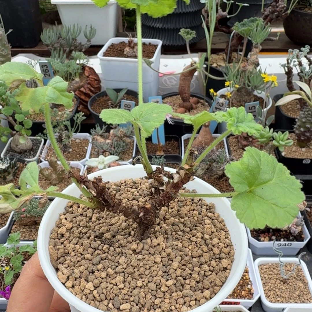 冰淇淋洋葵084 仙人球