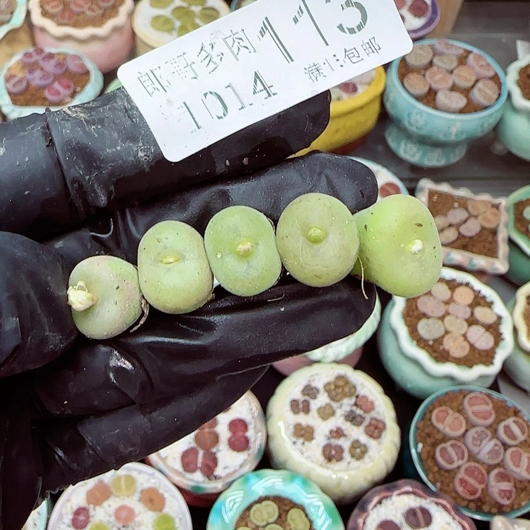 生石花满18包邮1014-113