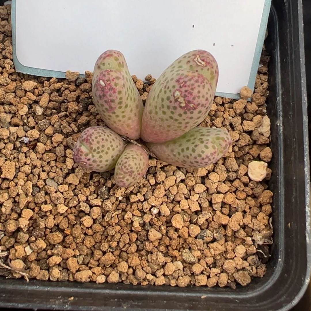 4-94肉锥多肉植物，