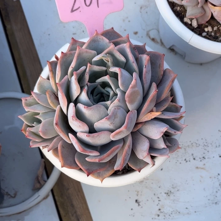 露西娜多肉植物201