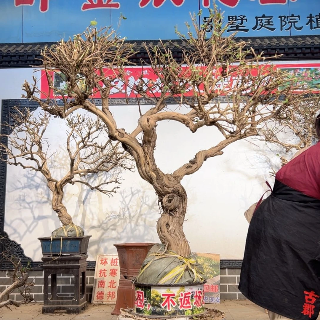 无花朵金银花55555555555888888