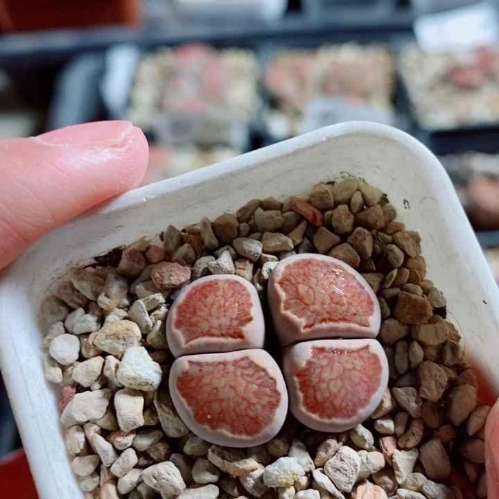 生石花花花花开了761