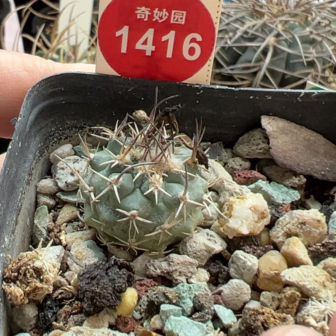 实生直刺娇丽2cm一棵仙人球