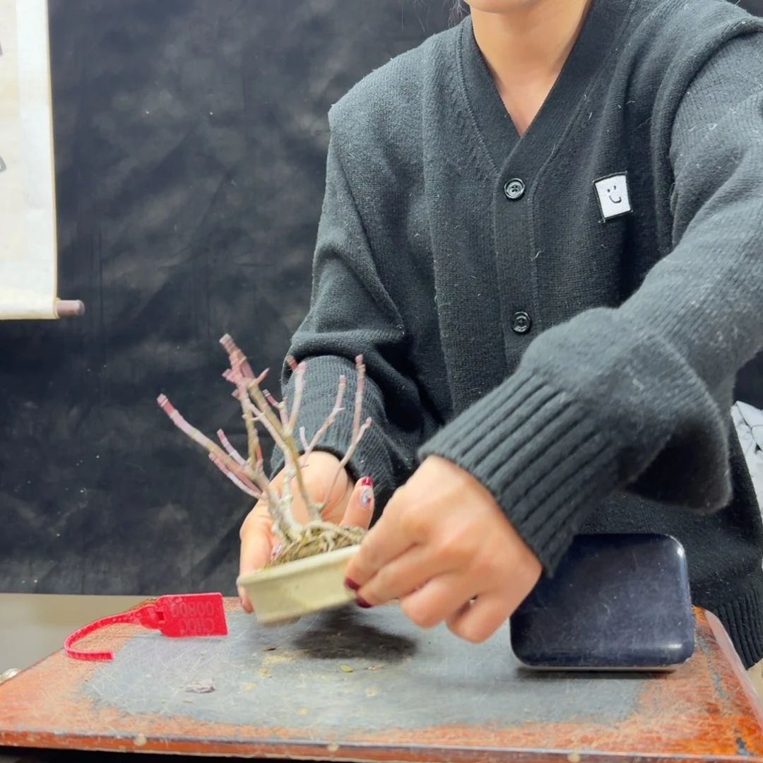 盆景顺丰到付不包邮真**釉304