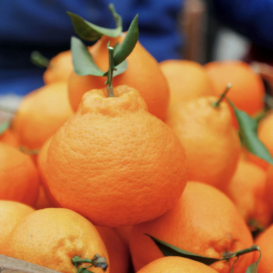 生态耙耙柑 |  | 基地直发*Ecological Shiranui mandarin