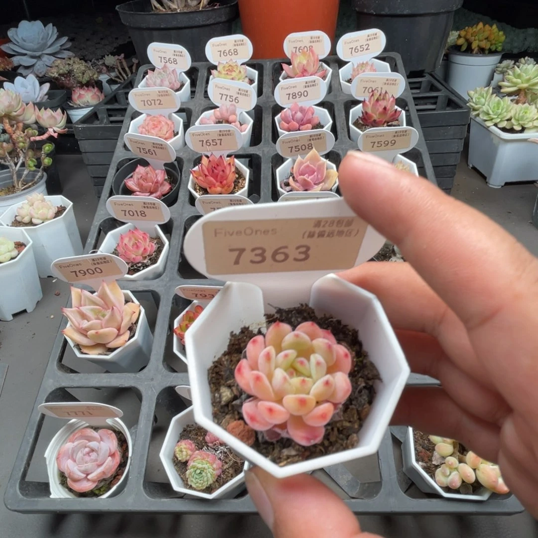 7363白胖子3.0厘米