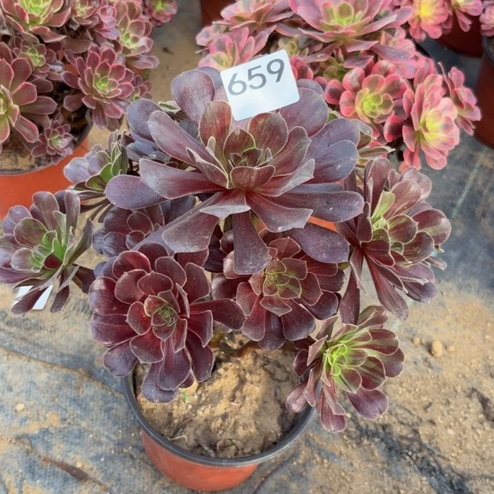 欧若拉多肉植物不包损659