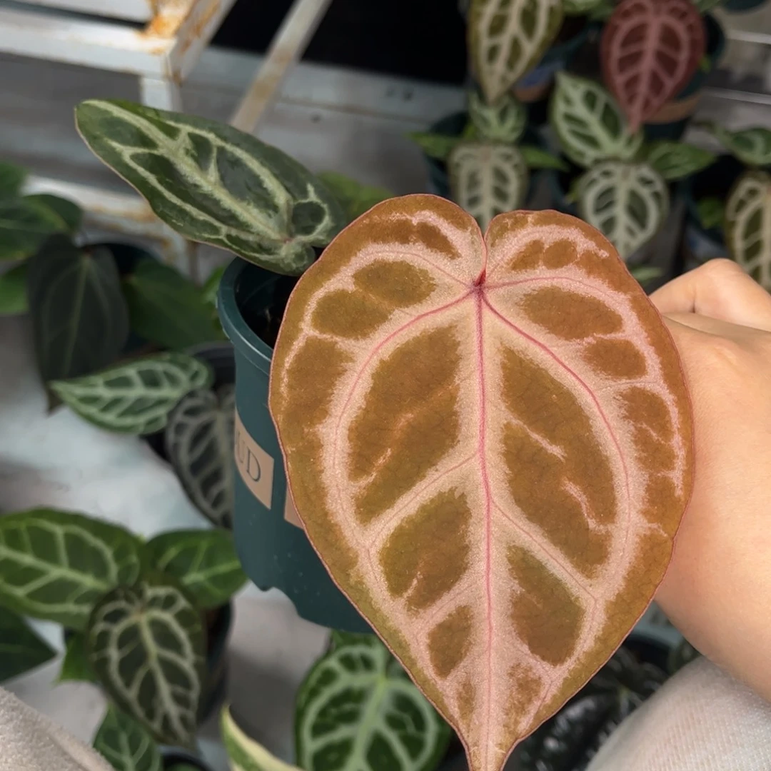 无花朵粉柠檬杂nse（尾货价）99