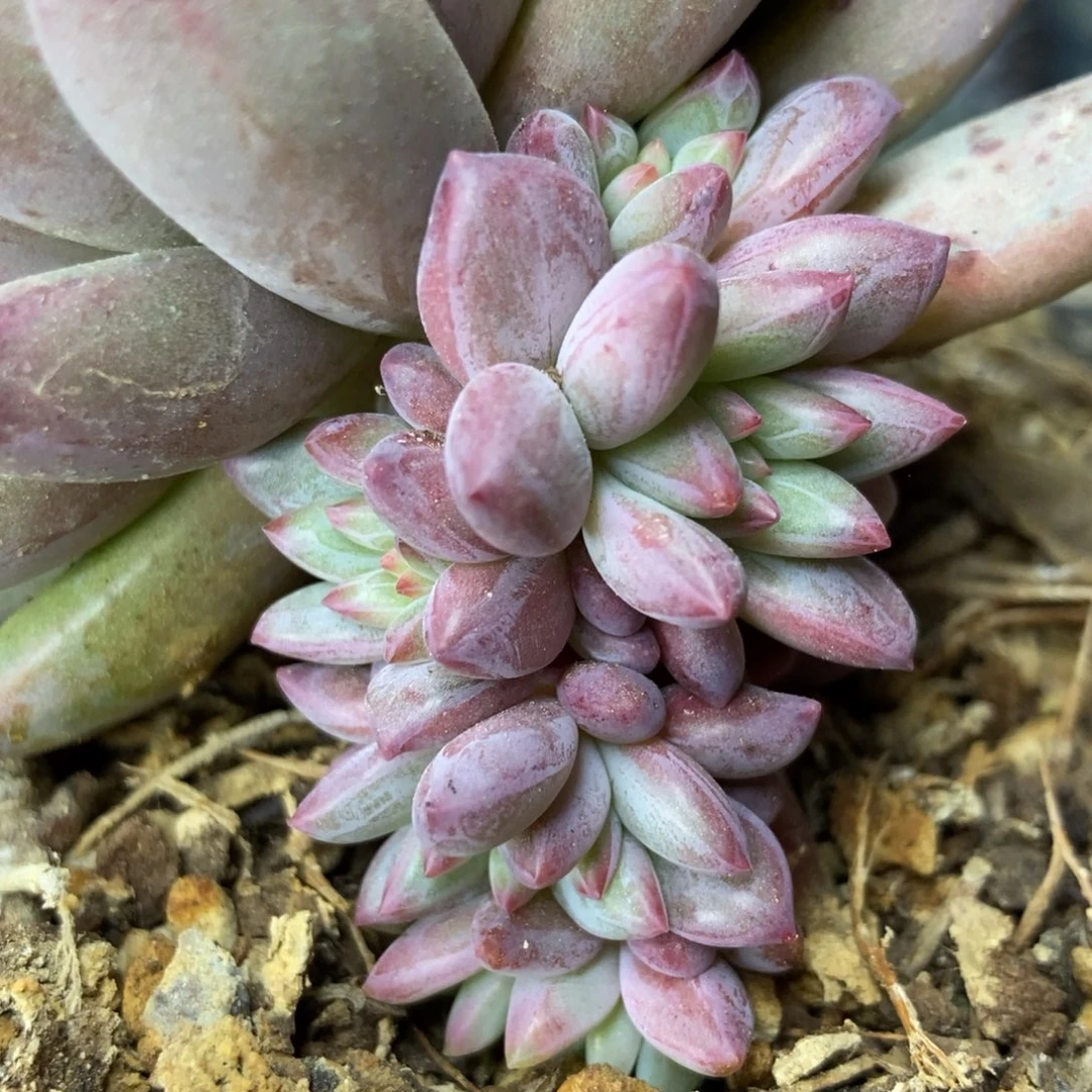 13-9 一物一拍虞美人