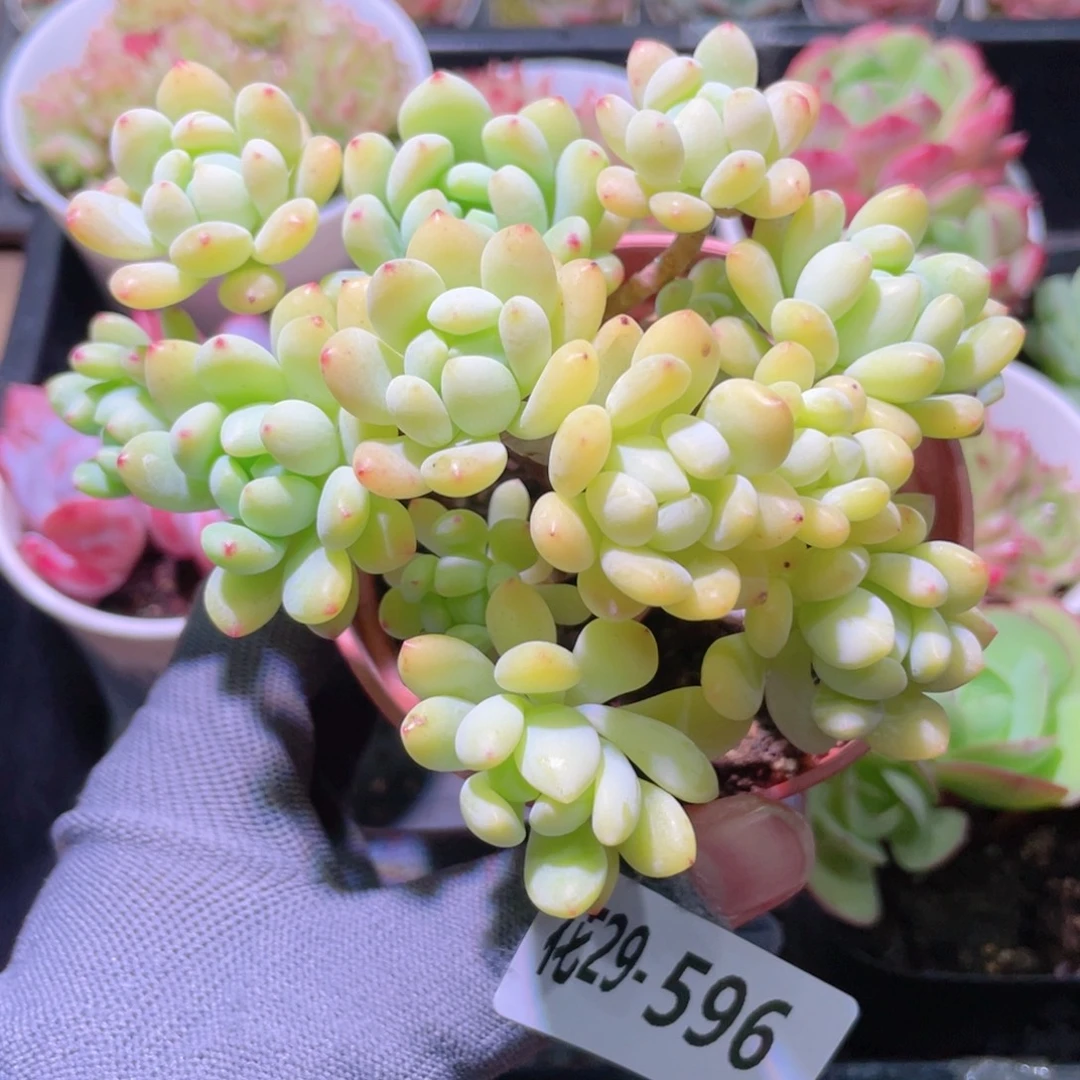 花利美29-596凝脂莲