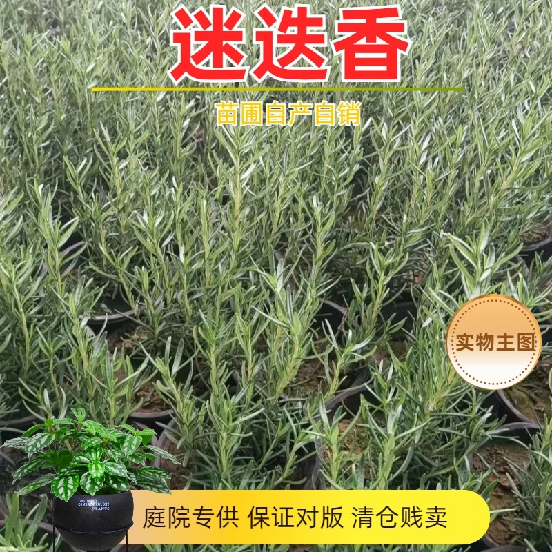 迷迭香草苗盆栽室内阳台清新香气植物常绿艾菊庭院花镜绿篱多年生